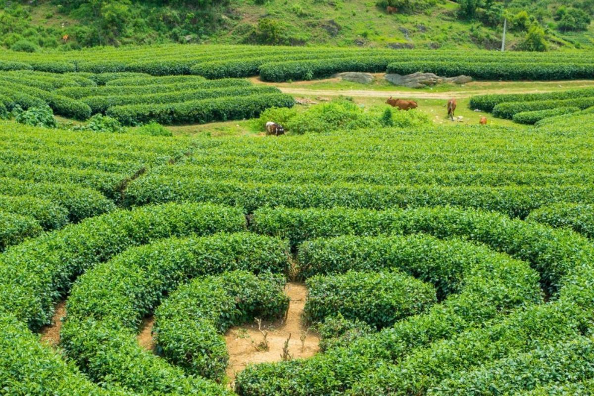 Heart-Shaped Tea Hill