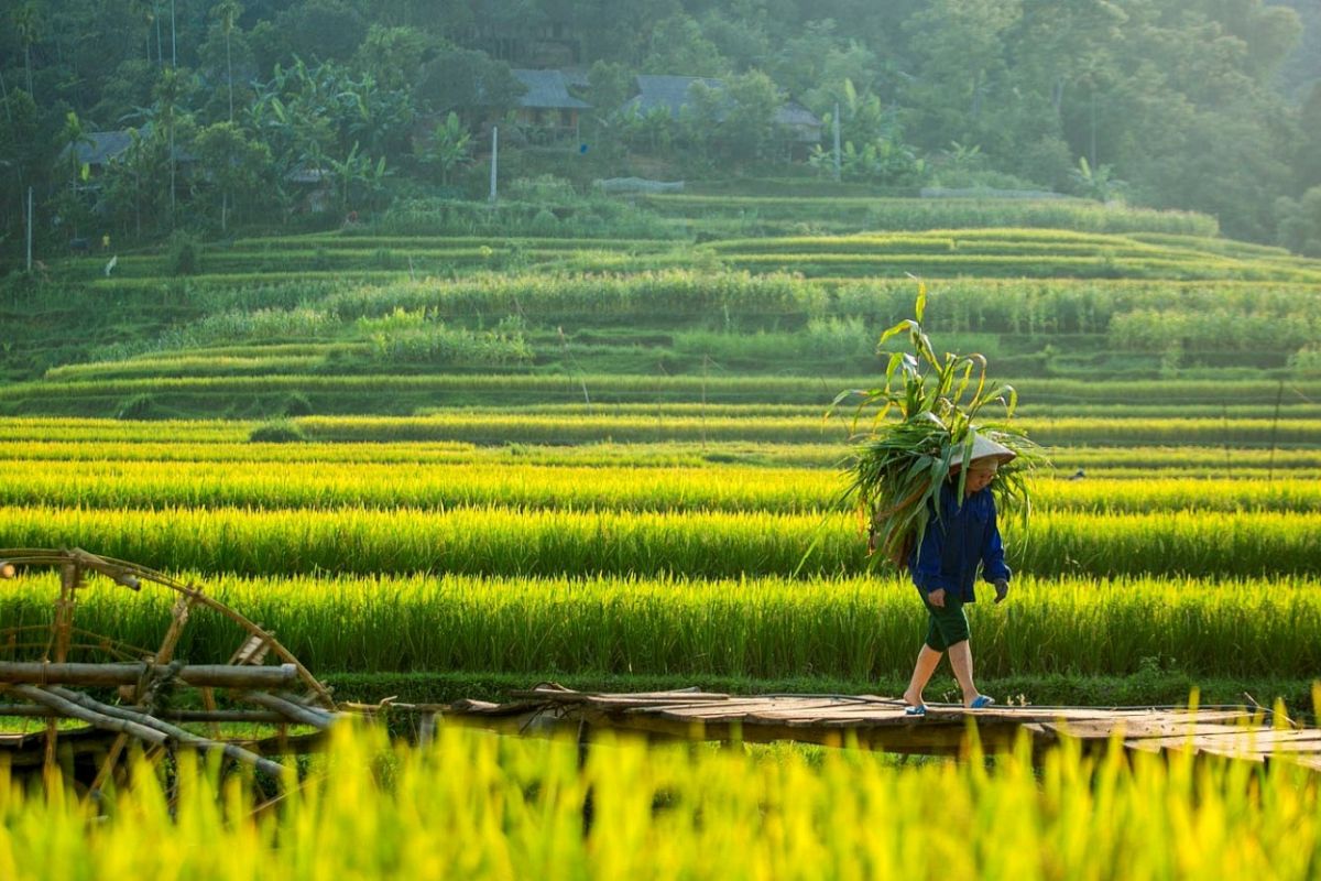 August is filled with the smell of rice