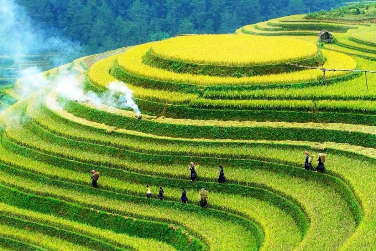 June: Rice Fields Glow Fresh Green