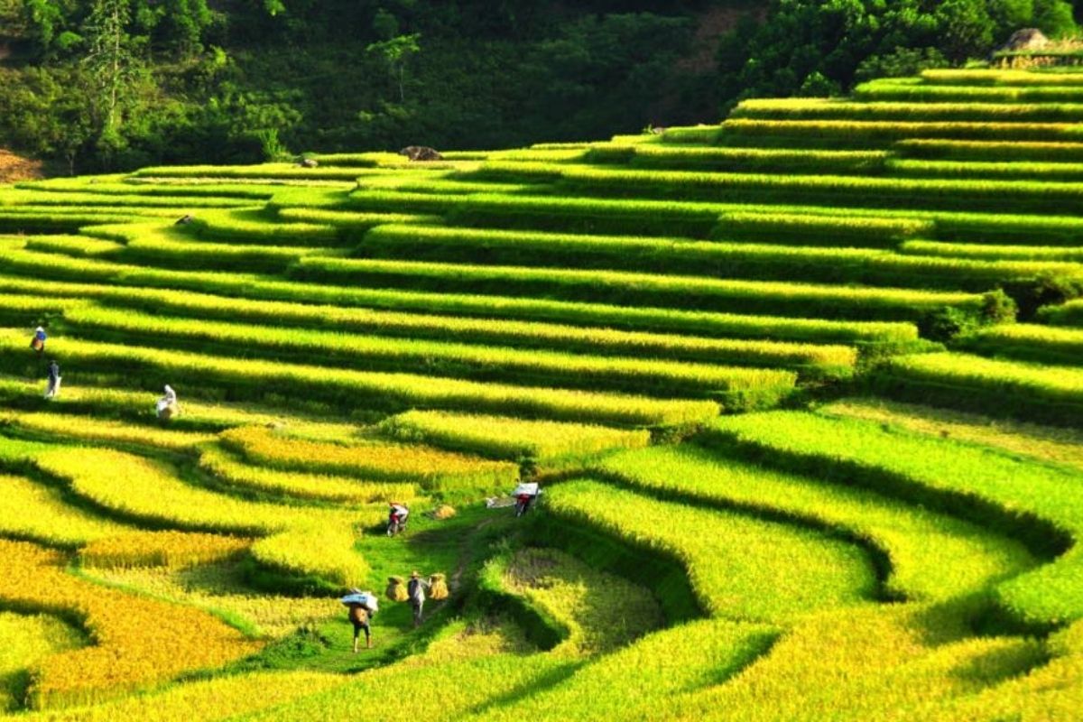 Pu Luong Terraced Rice Fields - Pu Luong vs Sapa