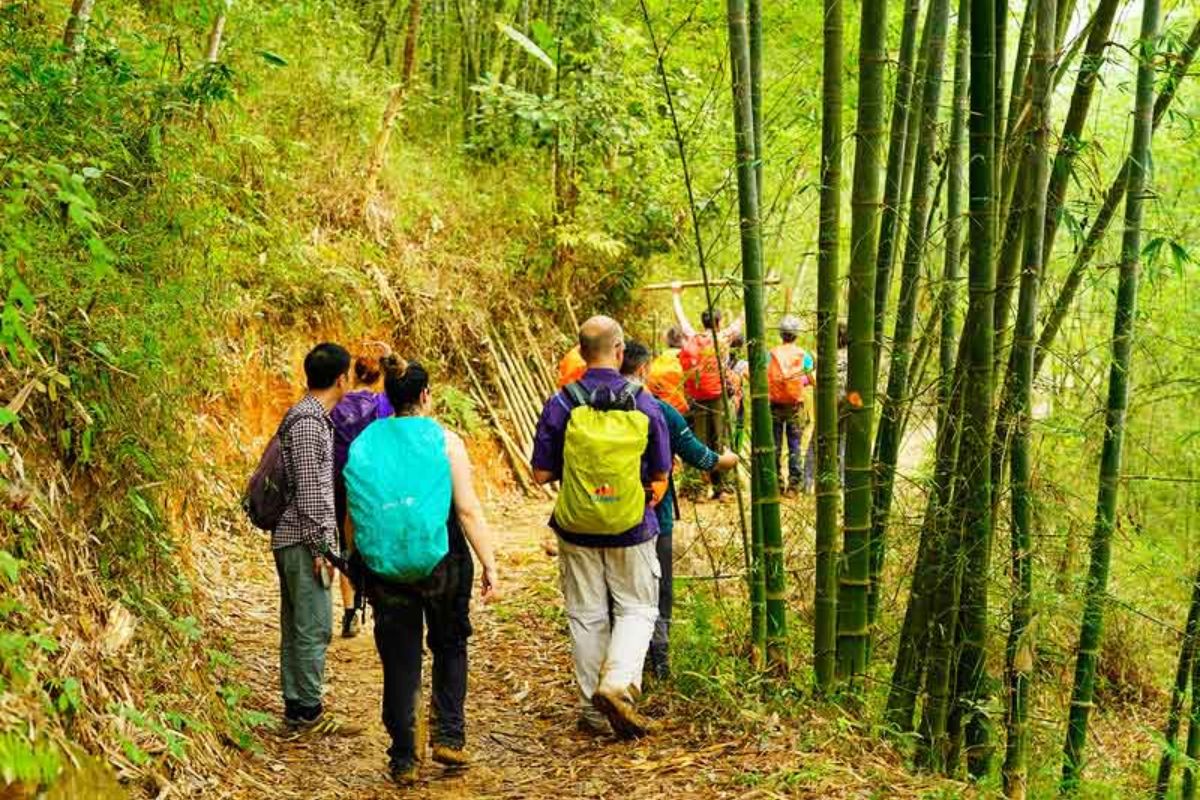 Walk Through Bamboo Forests