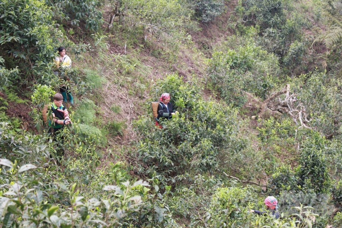 Join Shan Tuyet Tea Harvesting