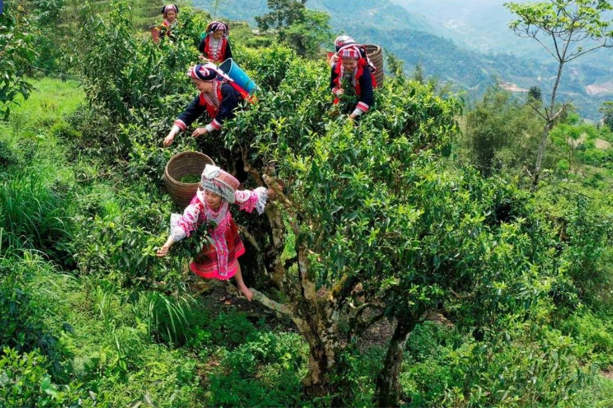 Shan Tuyet Tea - Suoi Giang Ecopark Mu Cang Chai