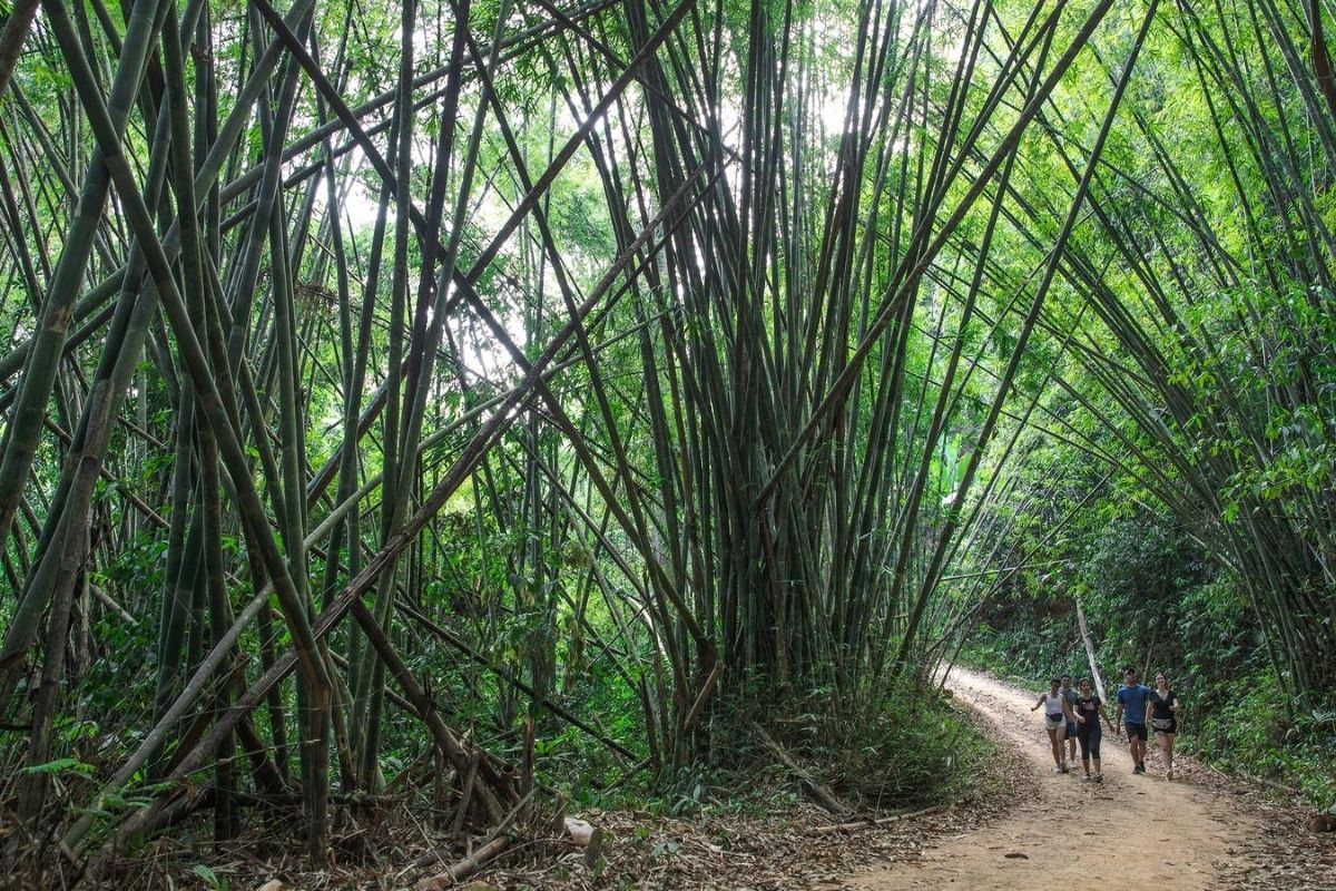 Bamboo Forest Trails near Tad Sae Laos Waterfall