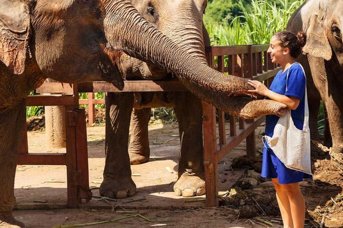 Elephant Sanctuary