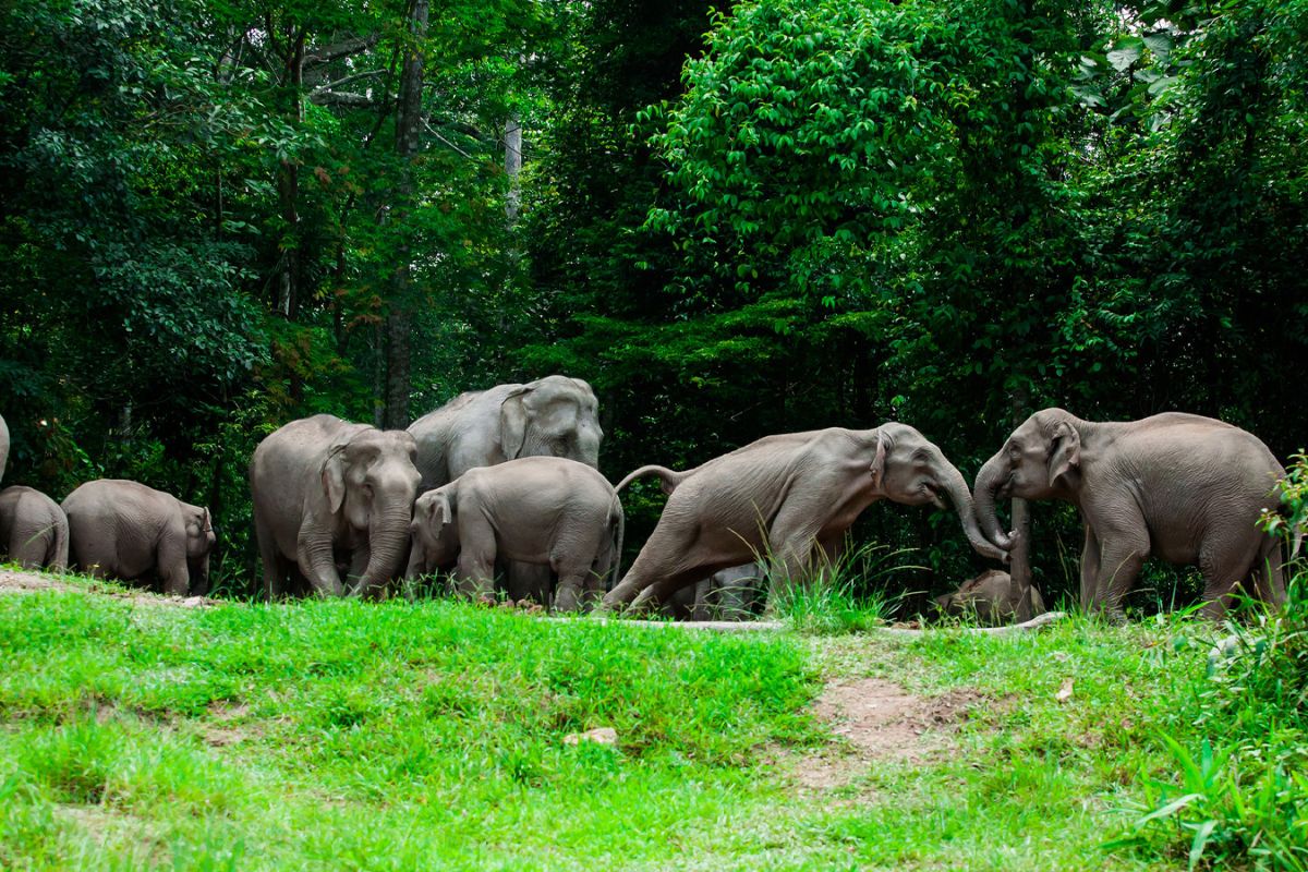 Khao Yai National Park