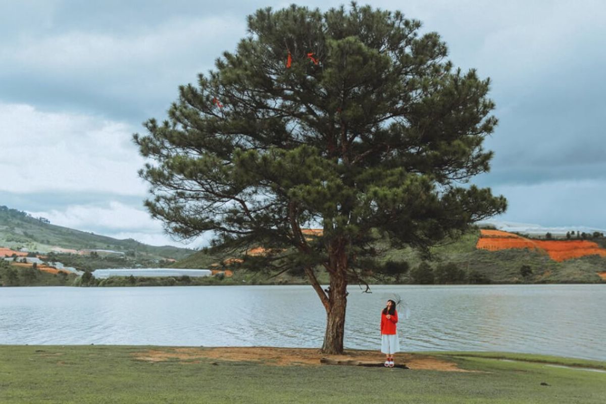 The Lonely Pine Tree