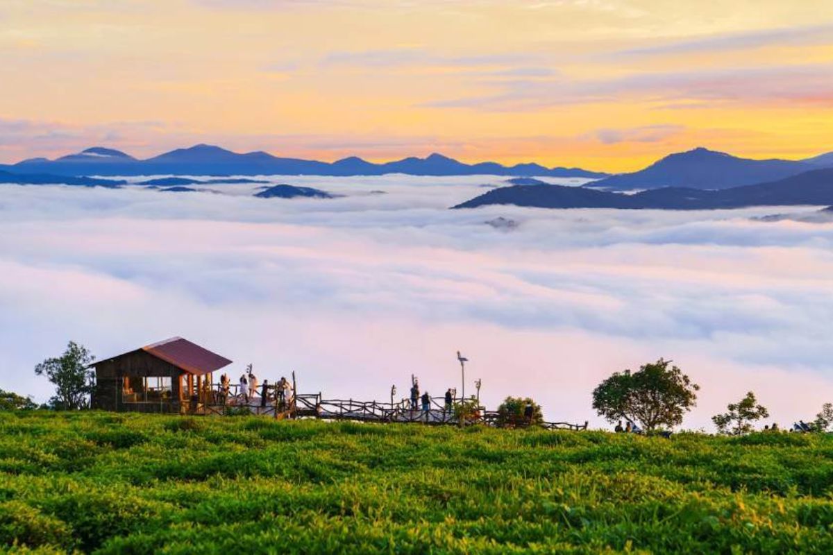 Cau Dat Tea Hill - Top Things to Do in Da Lat