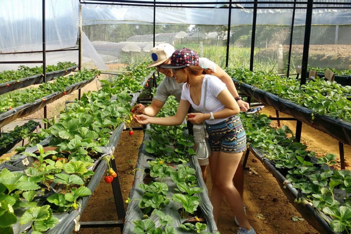 Strawberry Farms