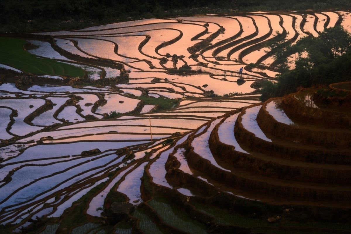 La Pan Tan Terraced Fields - Mu Cang Chai In April