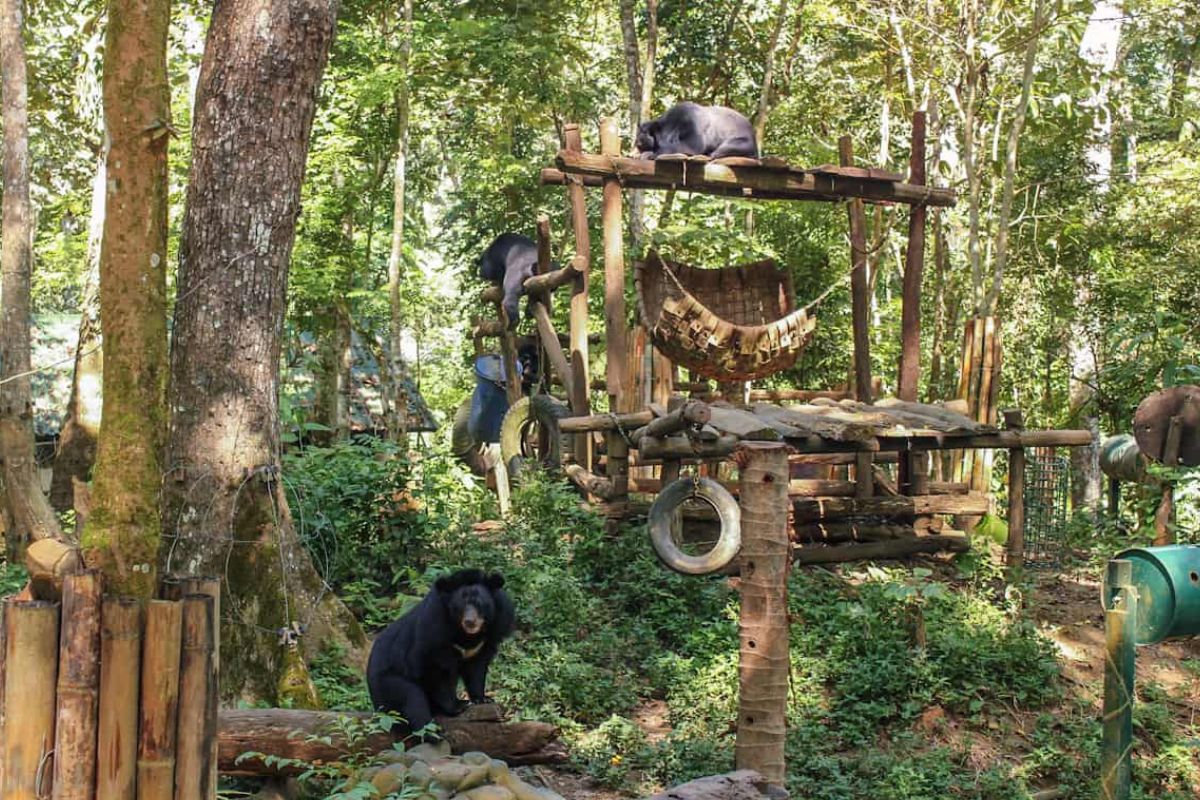 Bear Rescue Center