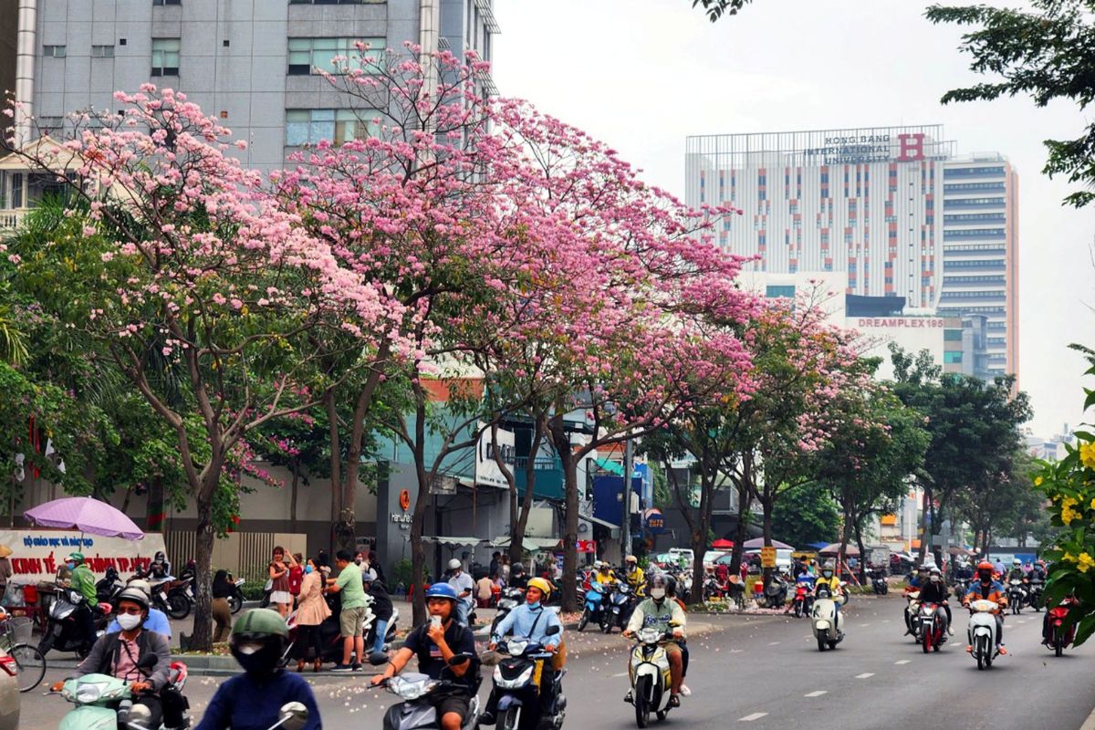 Pink Trumpet Tree Bloom