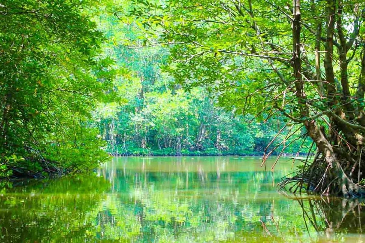 Can Gio Biosphere Reserve