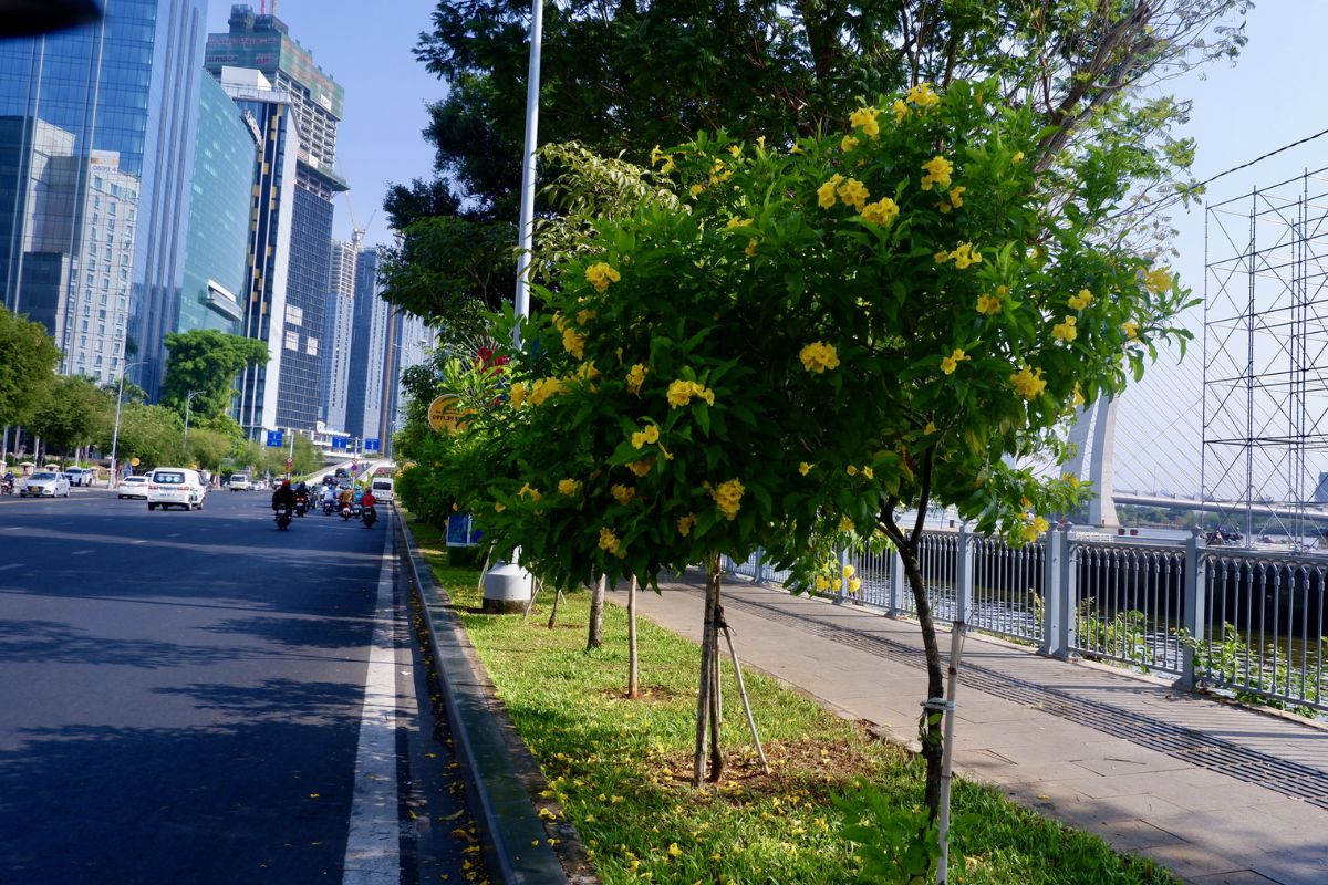 Yellow Trumpet Tree Bloom in Ho Chi Minh City Average Temperature March