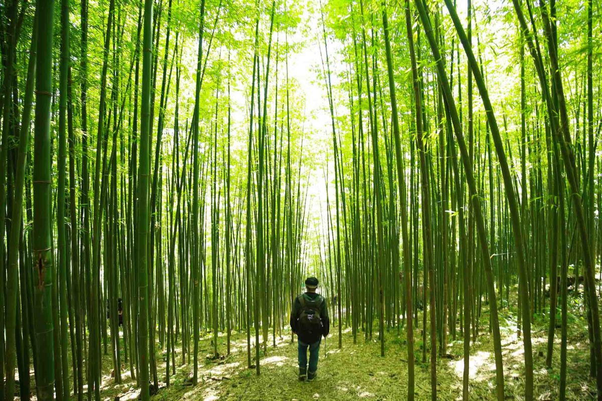 Pung Luong Bamboo Forest
