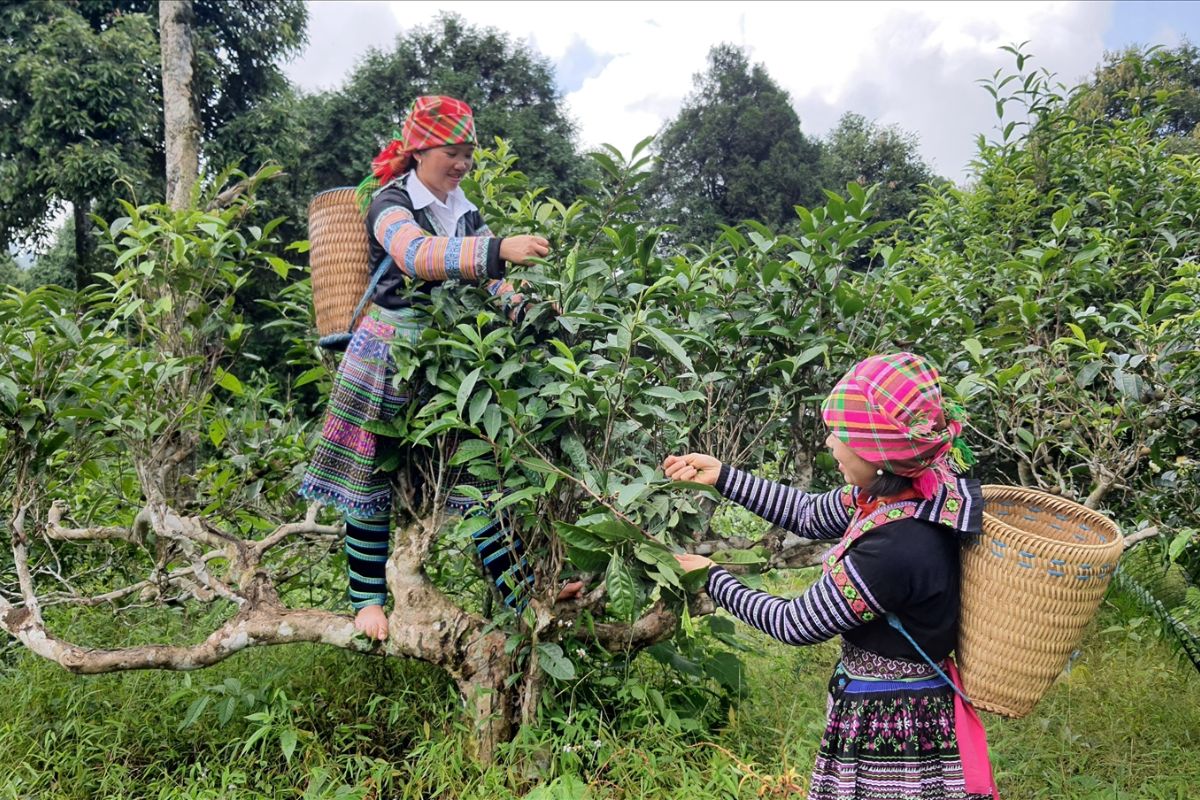 isit the ancient Shan Tuyet tea trees