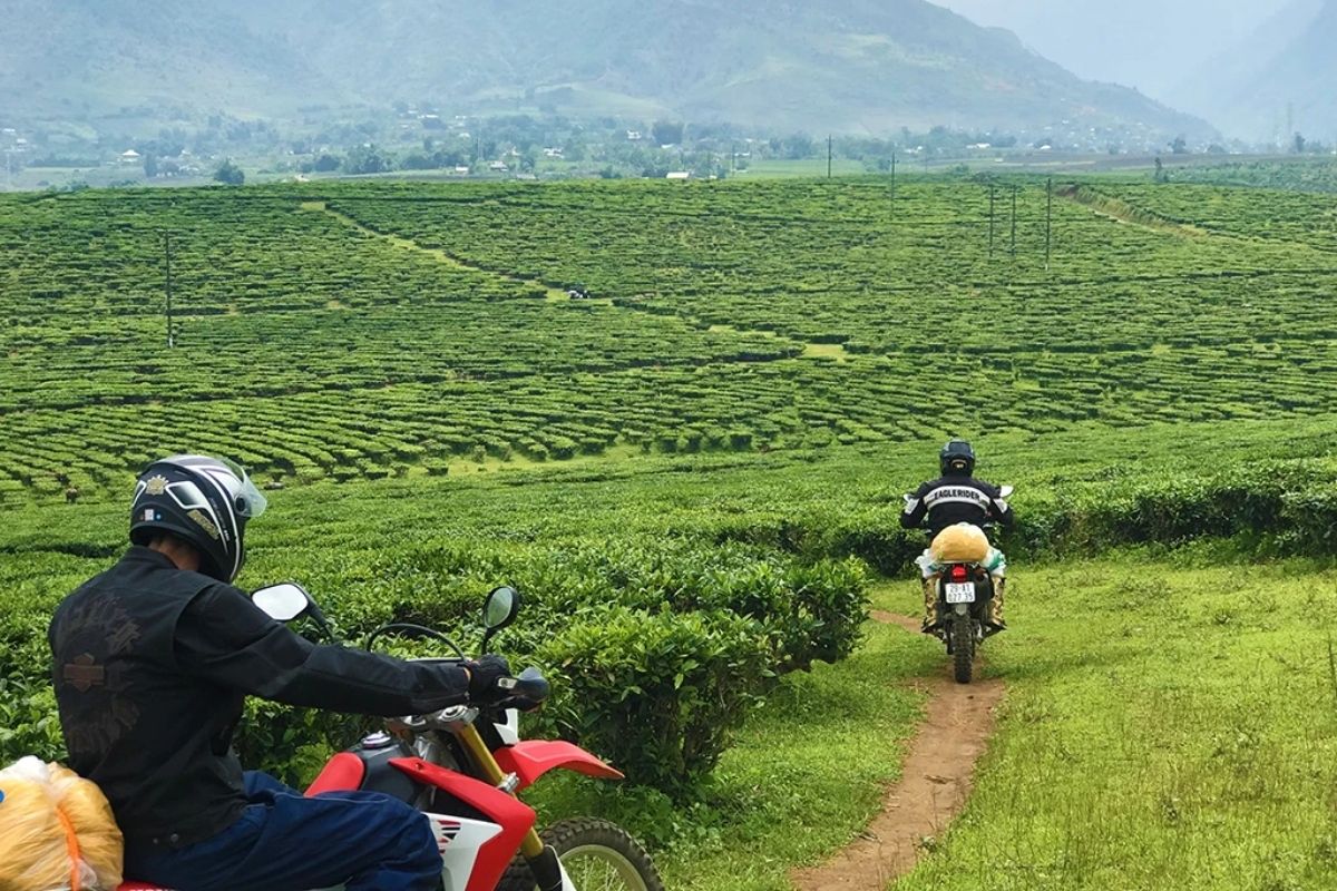 Through the Tea Hills in Moc Chau 