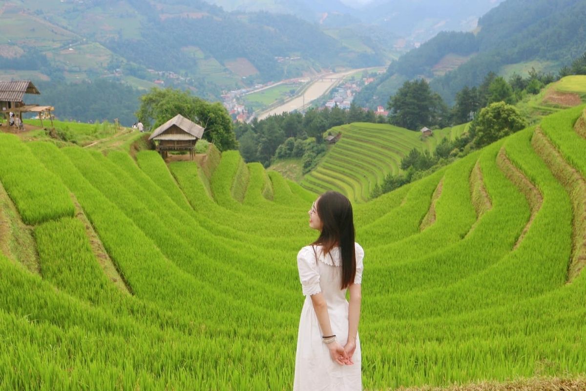 Rice fields embrace the Horseshoe Hill