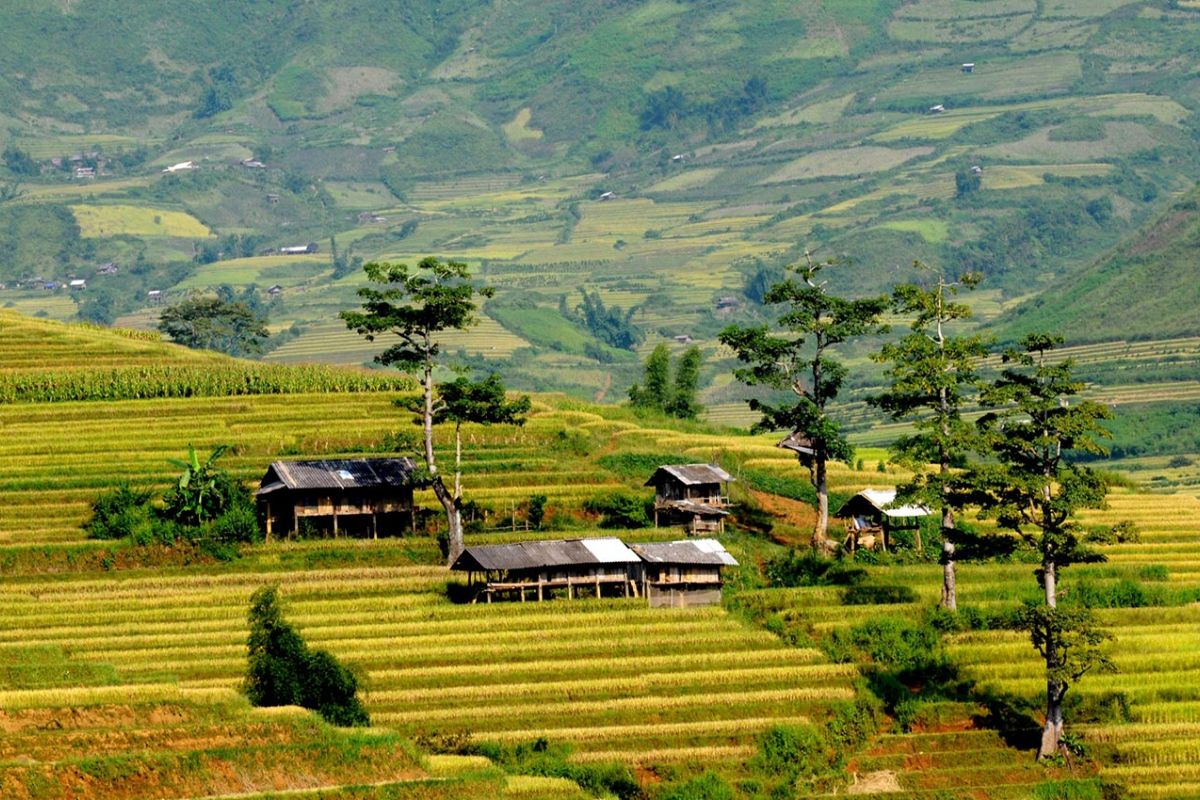 Golden rice surrounds Lim Mong Village