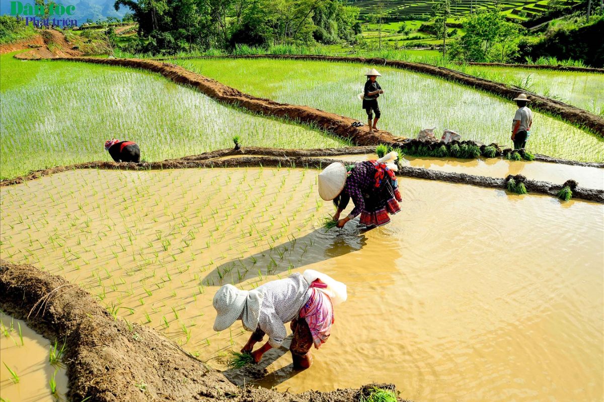 Locals Work Terraced Fields, De Xu Phinh