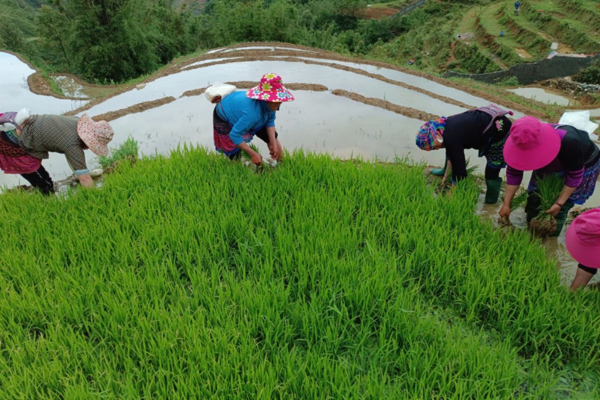  Sapa Farmers Tend August Rice Fields