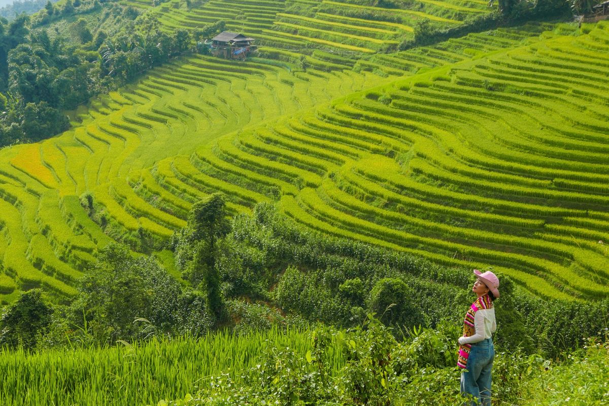 Fresh mountain air, green terraces in May