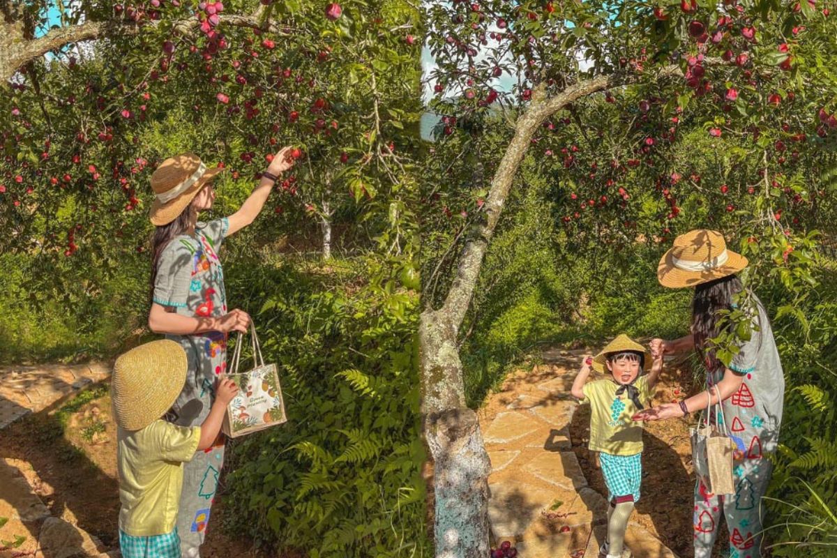 Plum-picking fun in Sapa’s orchards in June