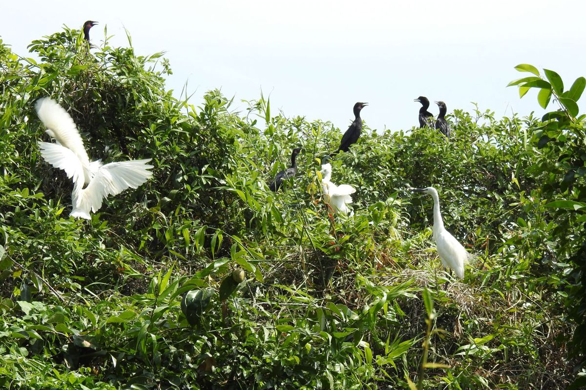 Ca Mau Bird Garden