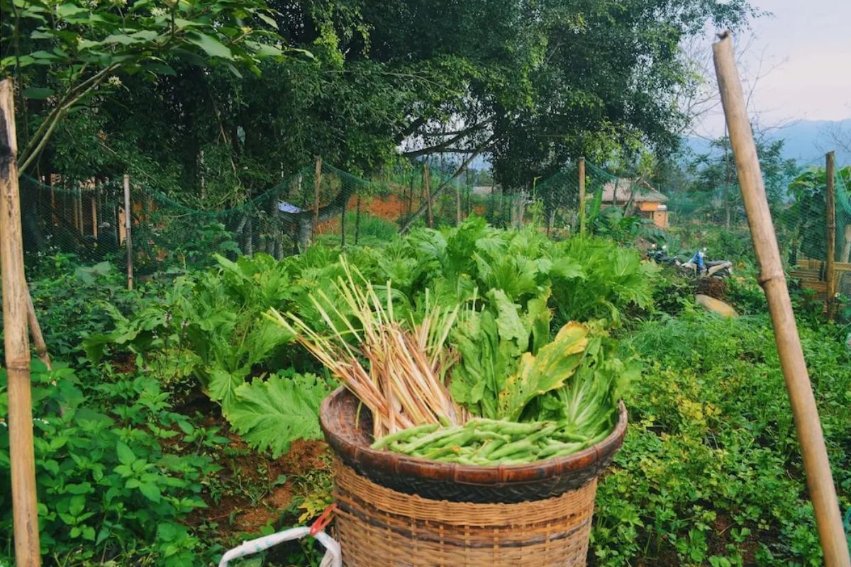 Organic Farming