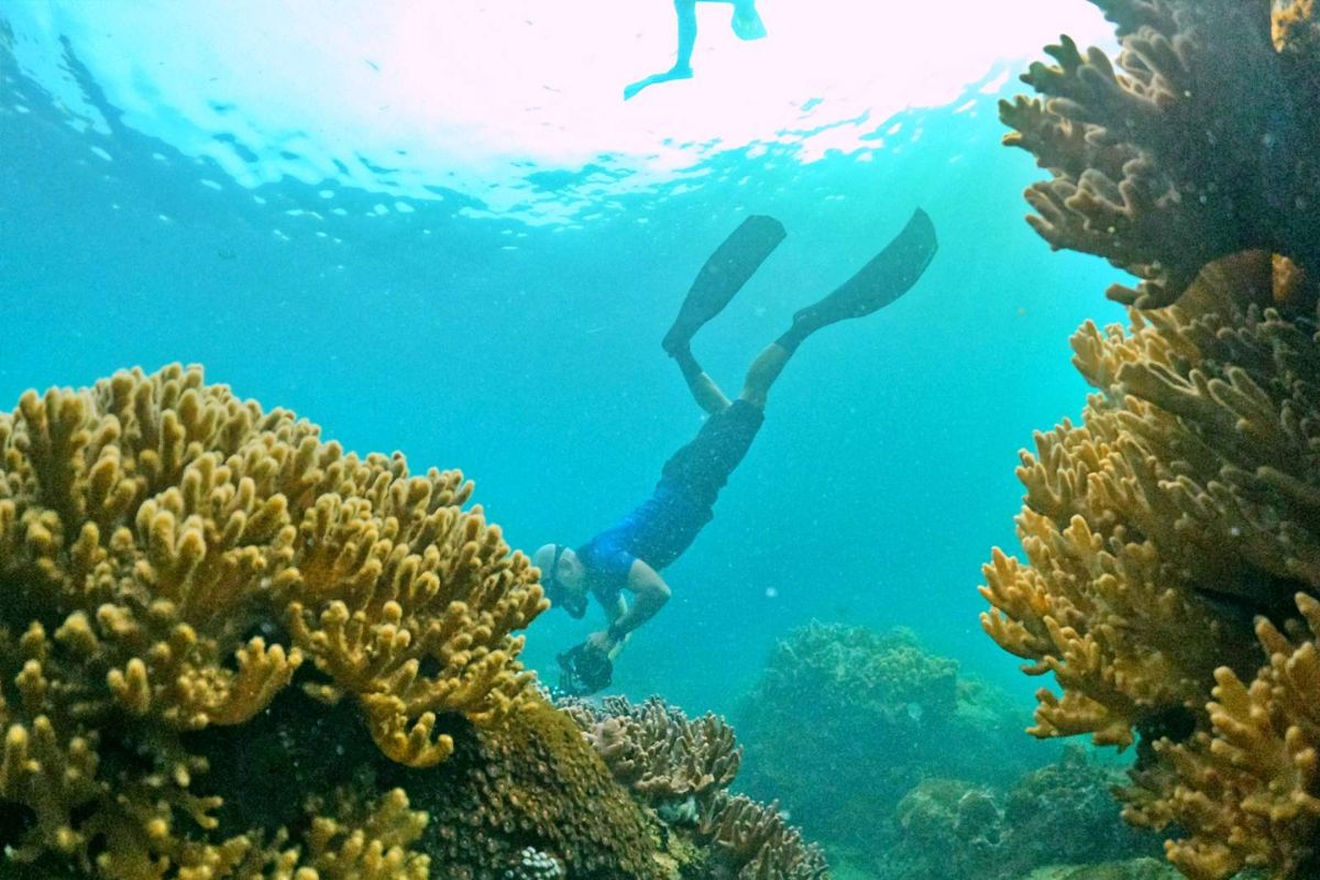 Diving At Coral Island