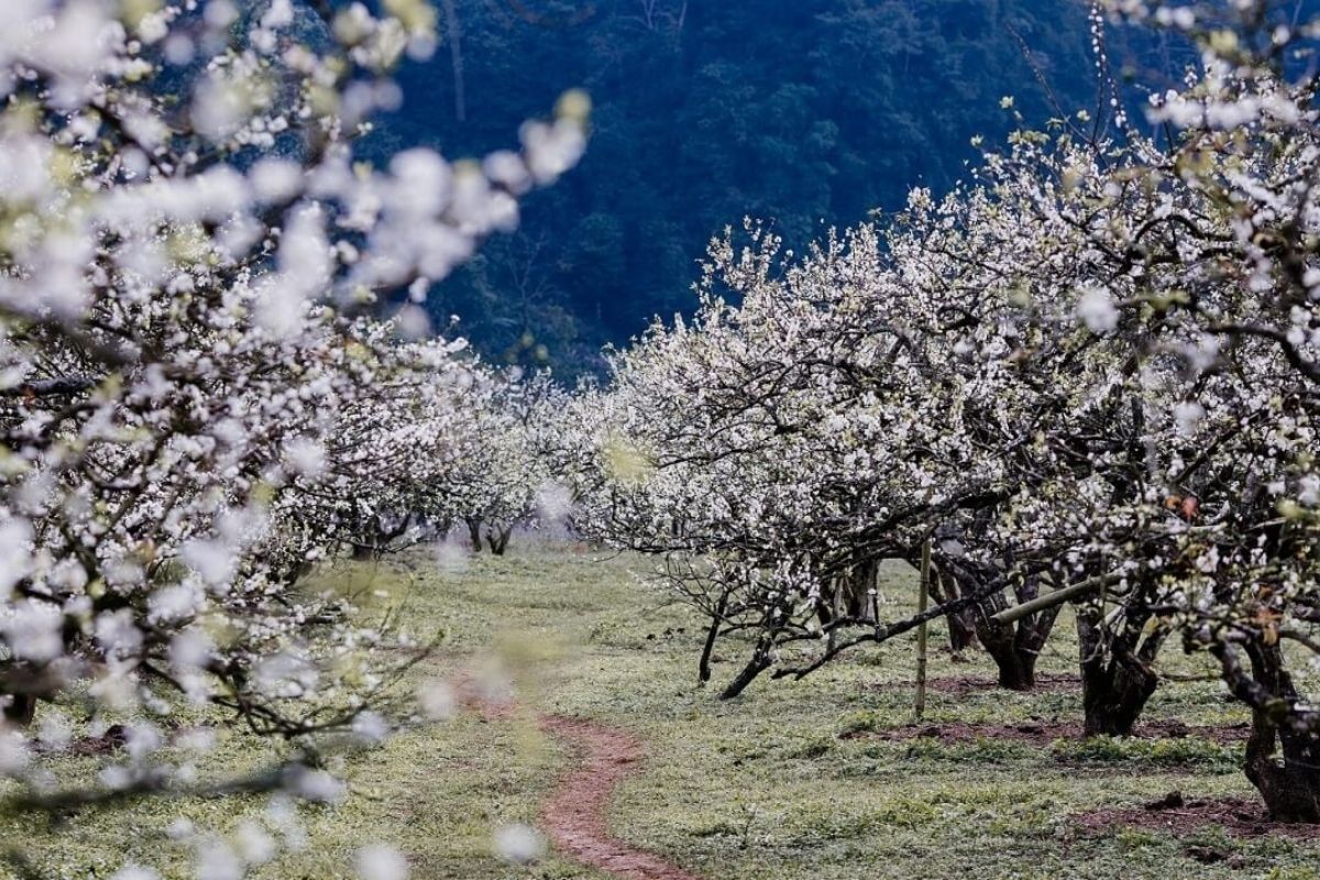 Plum Blossoms Bloom in Mai Chau February 