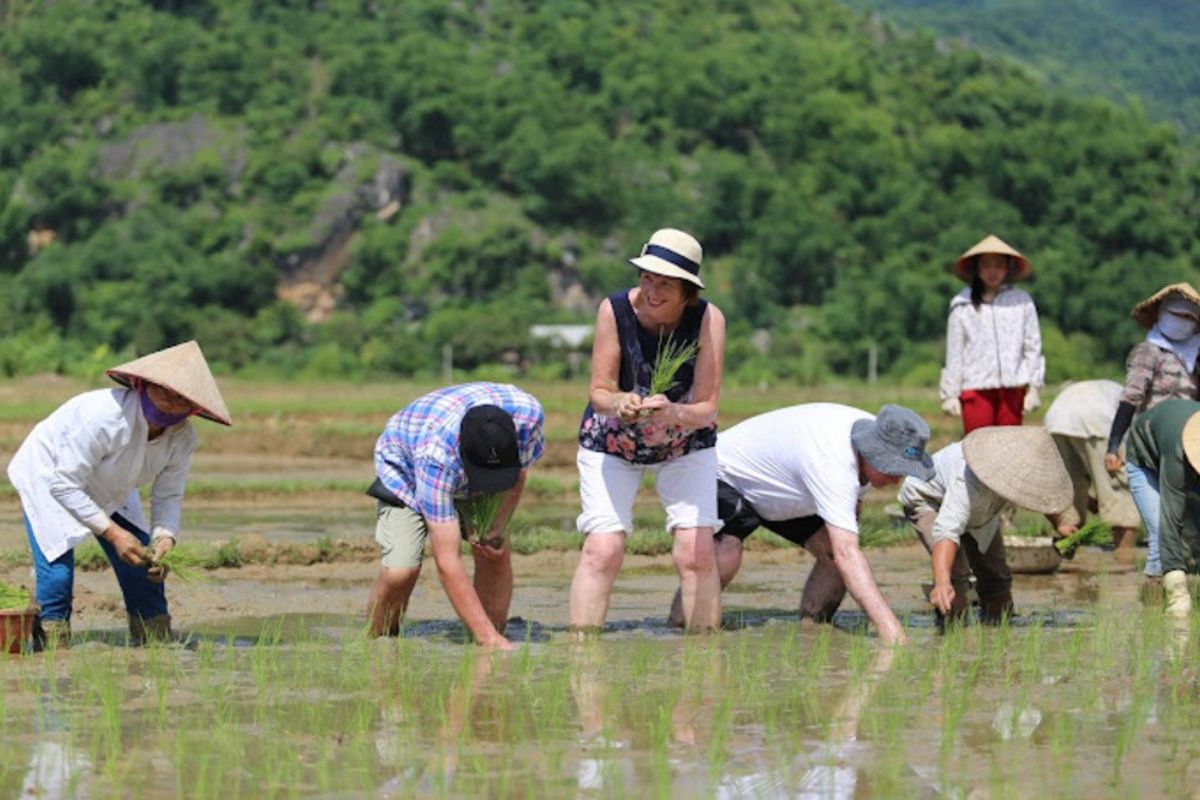 Farmers are Busy with Rice Planting Work 