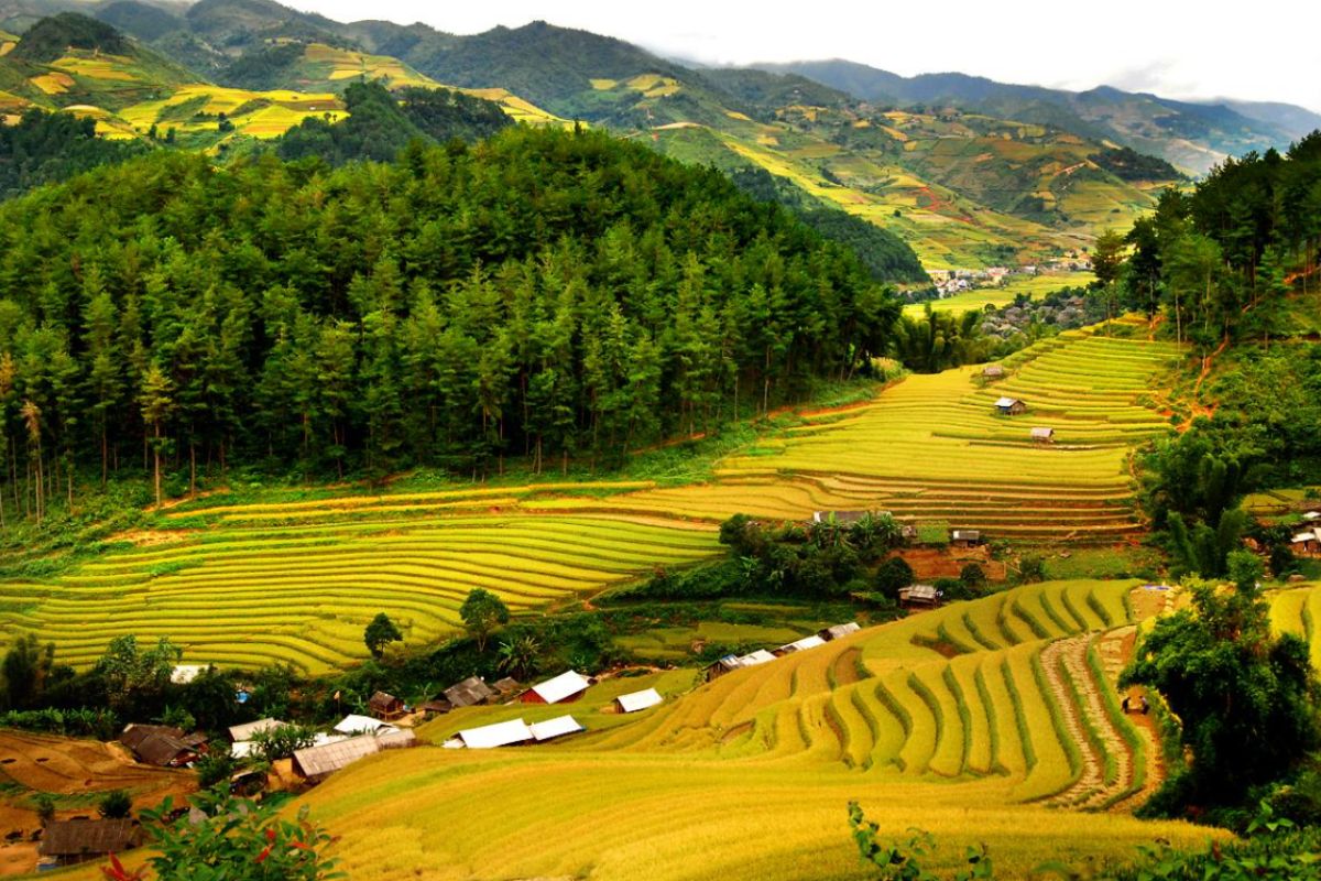Golden rice terraces in Mai Chau