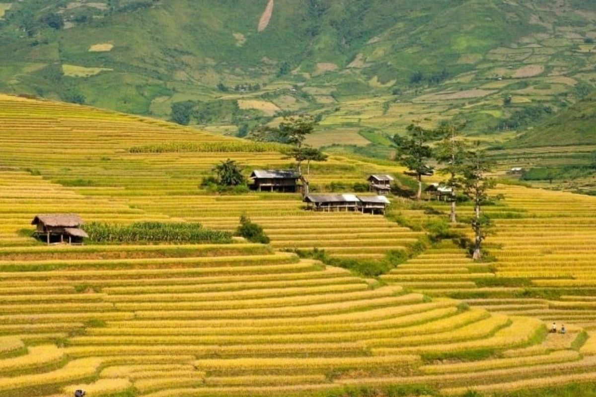 Lim Mong Village glows in September’s Mu Cang Chai