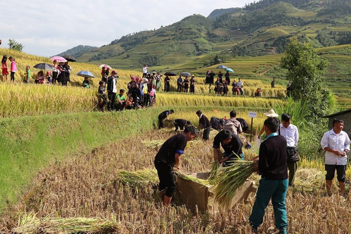 Harvest rice with locals, La Pan Tan