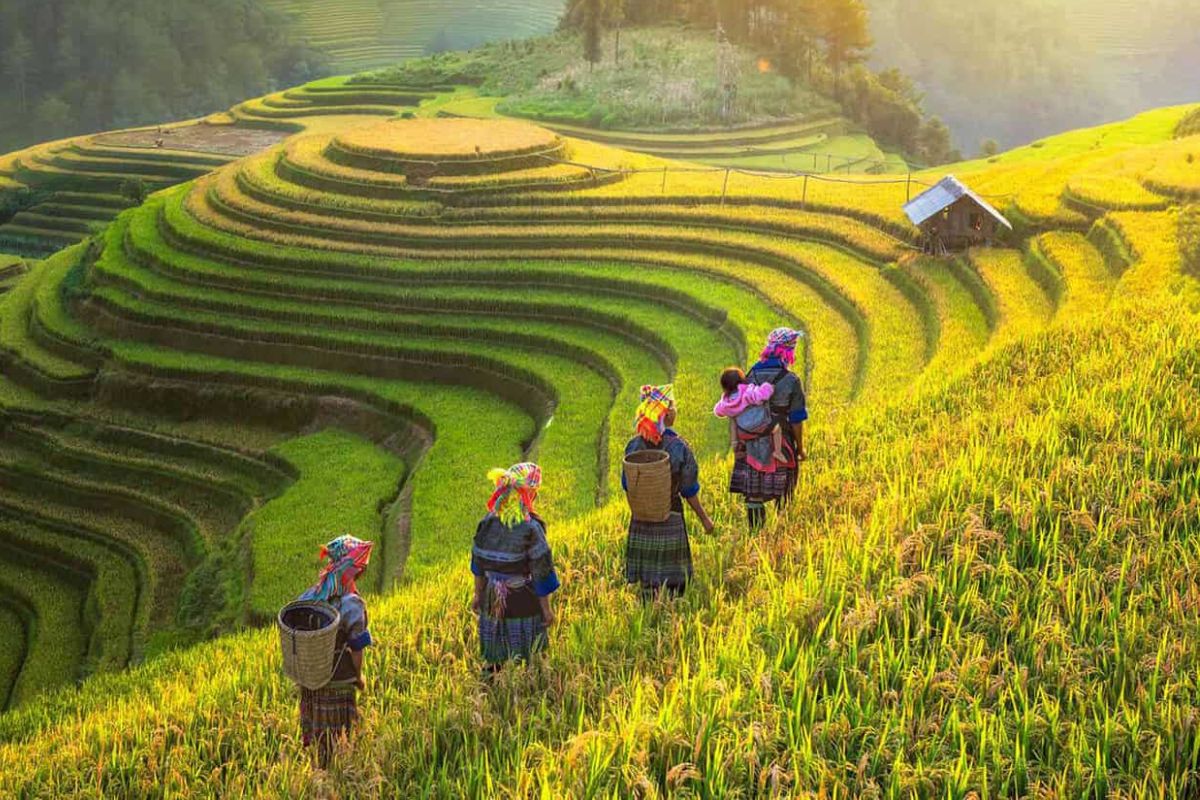 Trekking Through Golden Rice Terraces