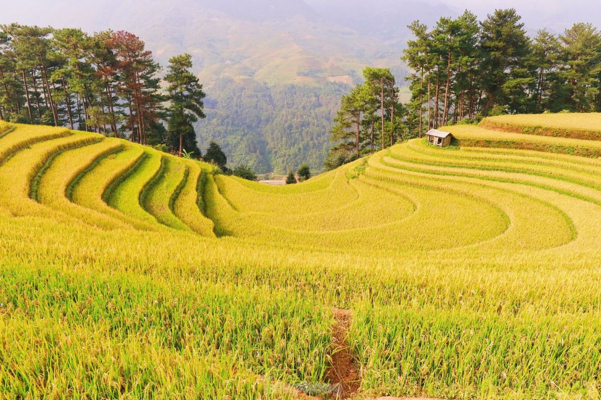 Golden Rice Fields
