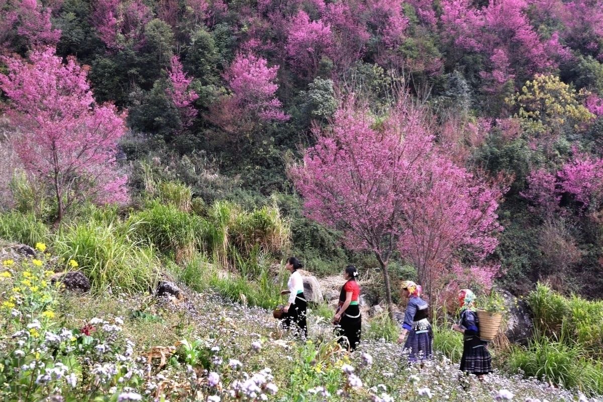 Peach Blossoms Bloom Early February, Mu Cang Chai weather