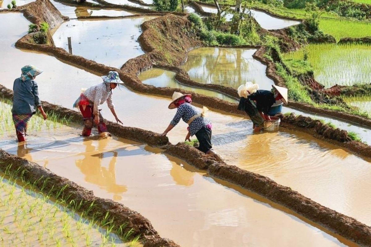 Farmers tend fields, Mu Cang Chai weather