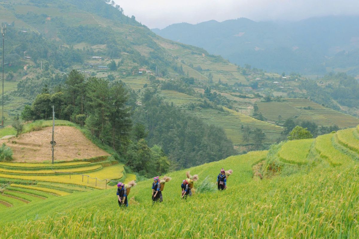 Trekking Ban Thai, Mu Cang Chai weather
