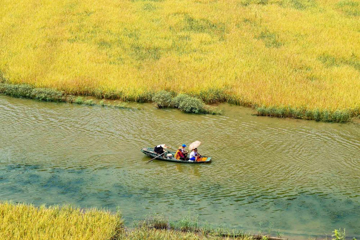 Tam Coc’s golden fields, perfect May temperature in Ninh Binh.