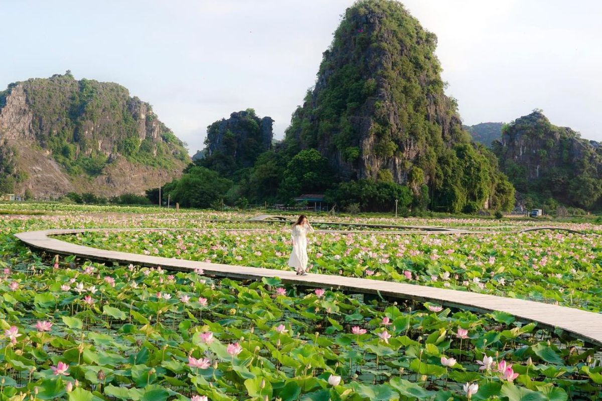 Tranquil lotus views, Ninh Binh caves nearby
