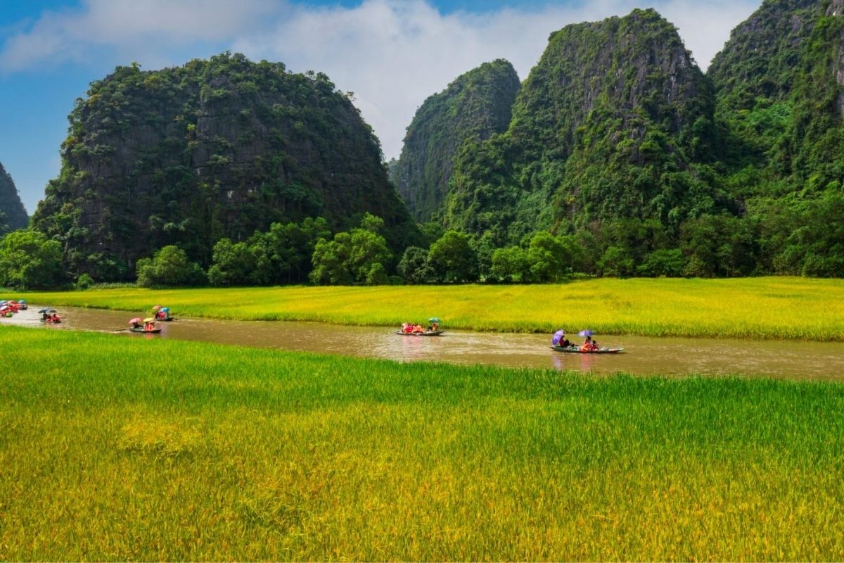 Tam Coc rice fields turn golden under warm Ninh Binh weather in May 