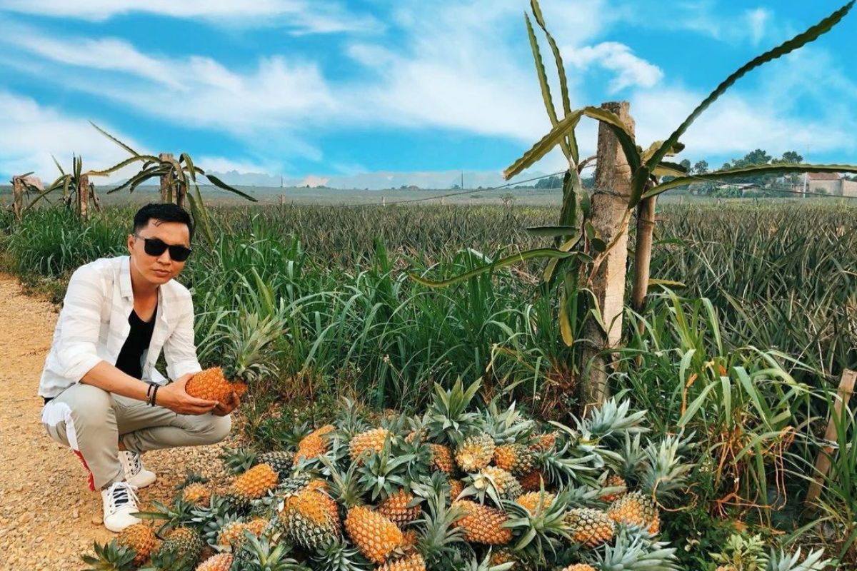  Pineapple Hills of Tam Diep