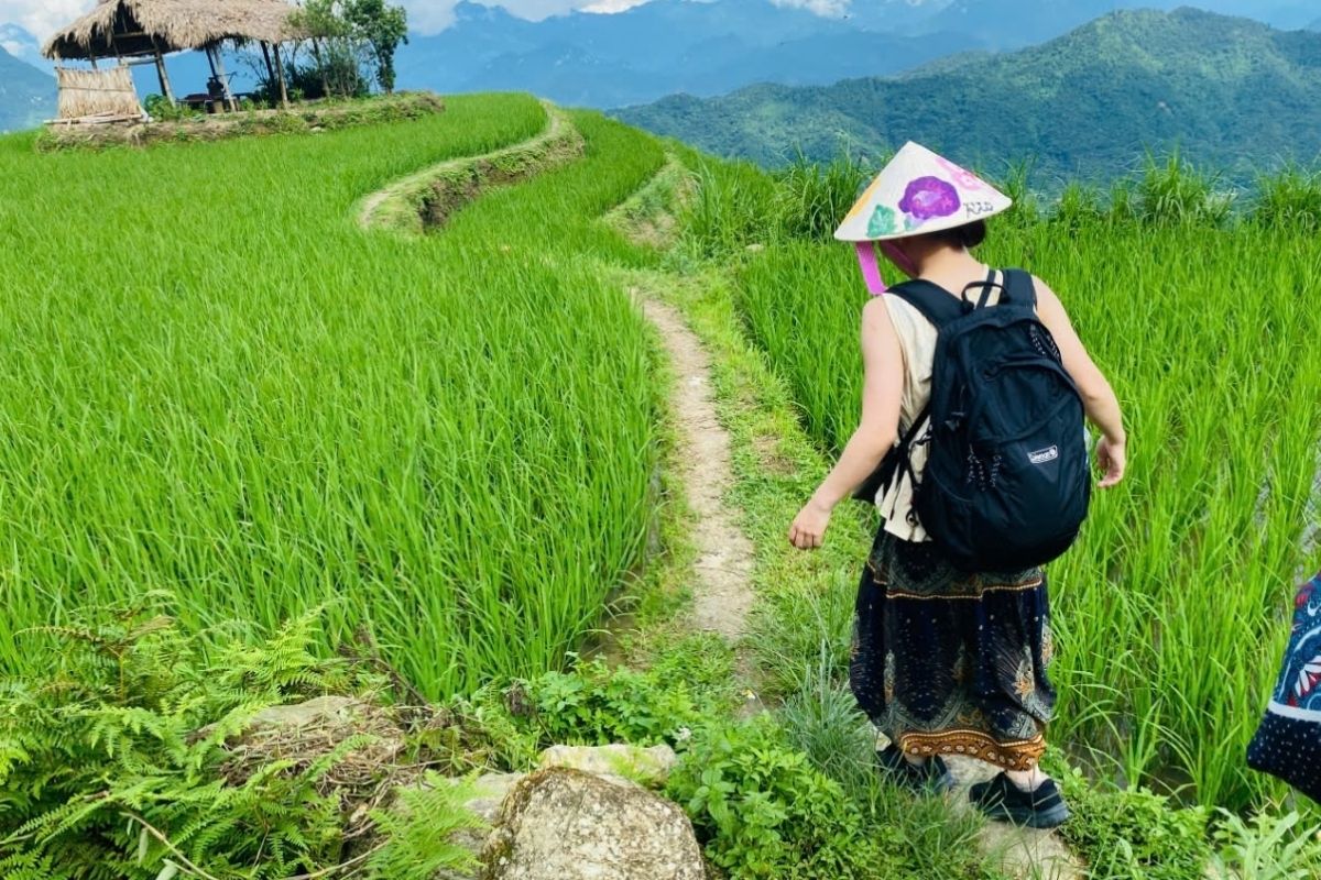 Sapa trek in June through rice paddies