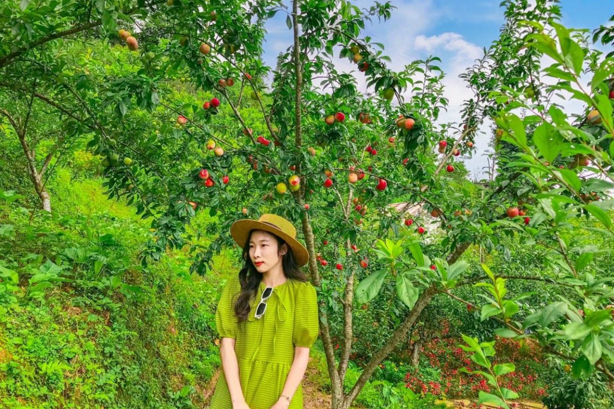 Plum Garden in Ta Phin Village
