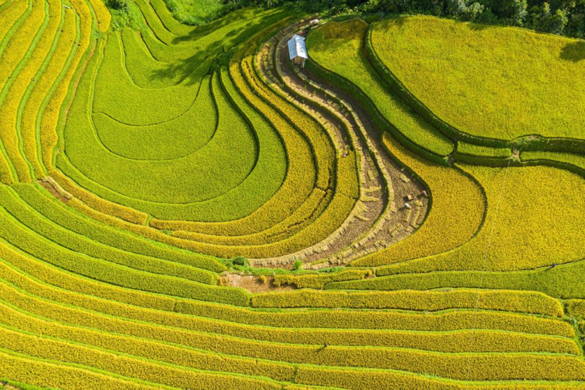 Golden Terraced Fields in September