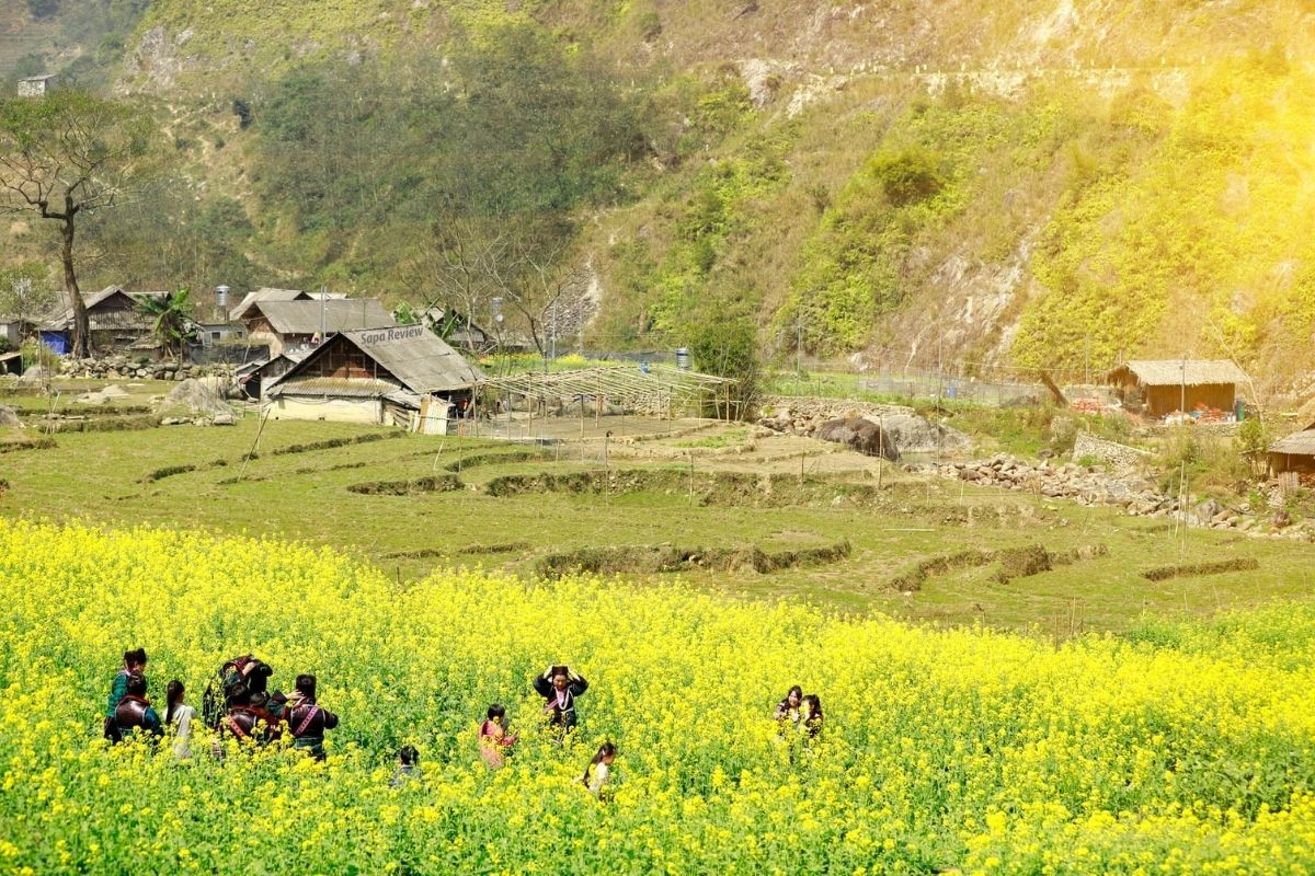 Yellow Mustard Fields