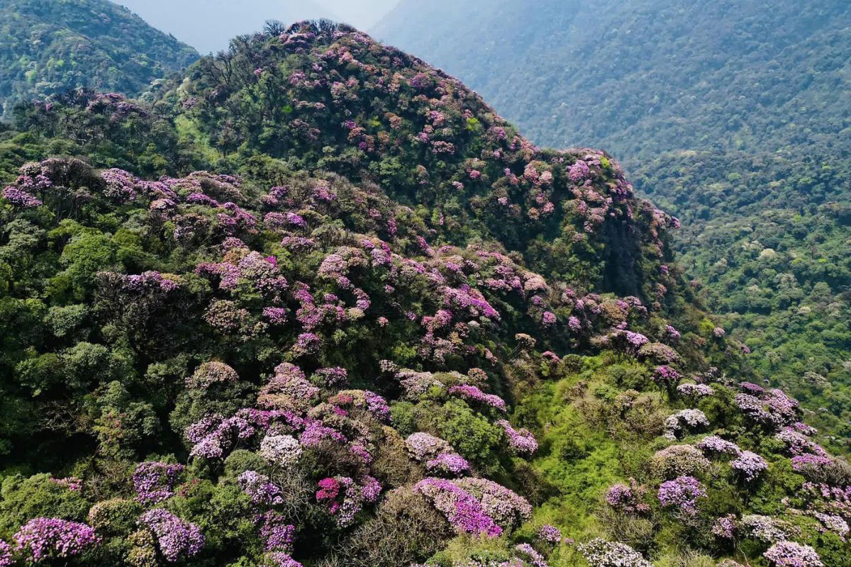 Rhododendron Bloom Along Hoang Lien Son