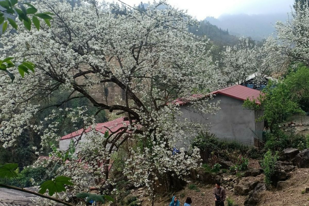 Pear Blossom Season Begins in March on Sapa